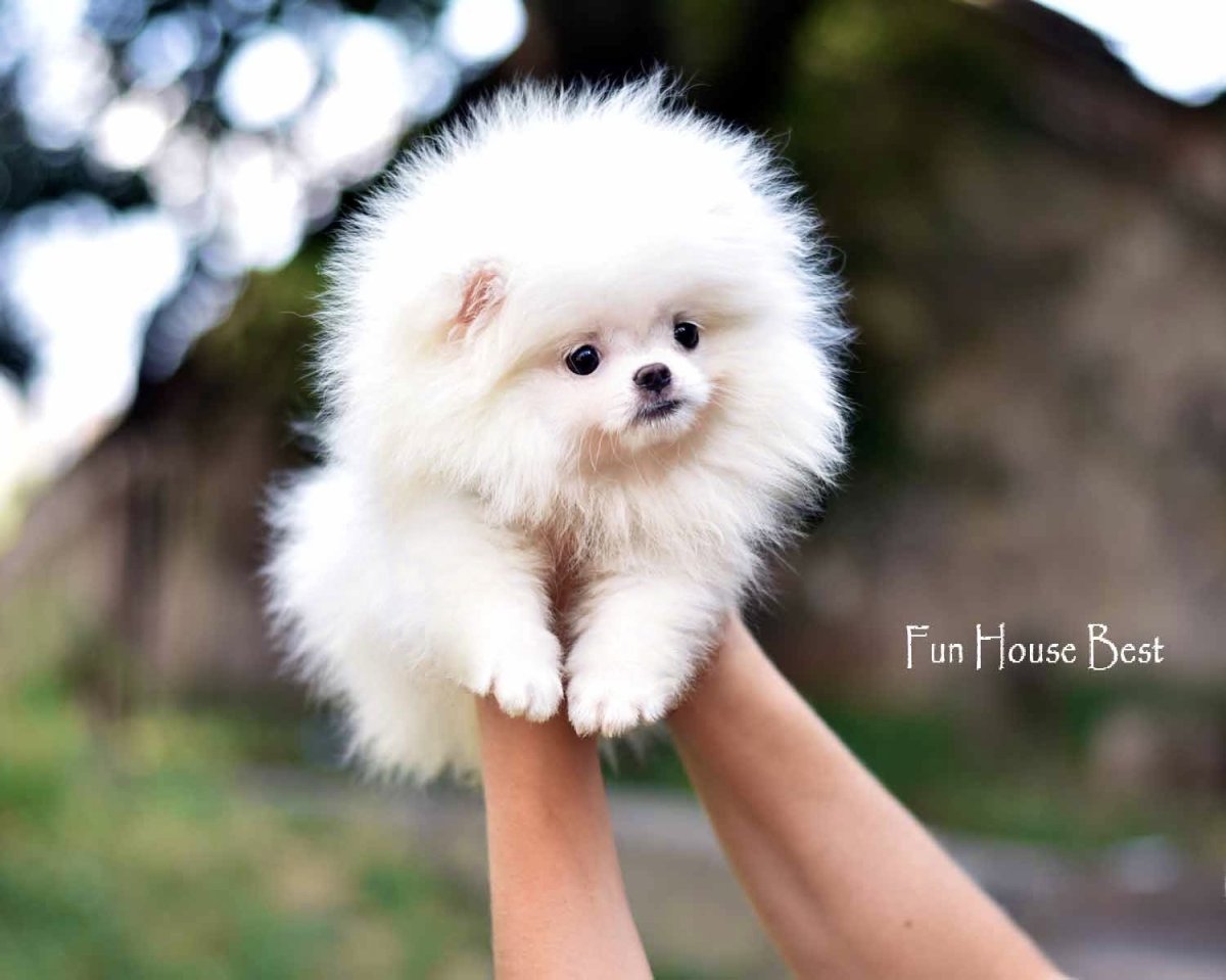 Шпиц мини Попрда или экстрамини