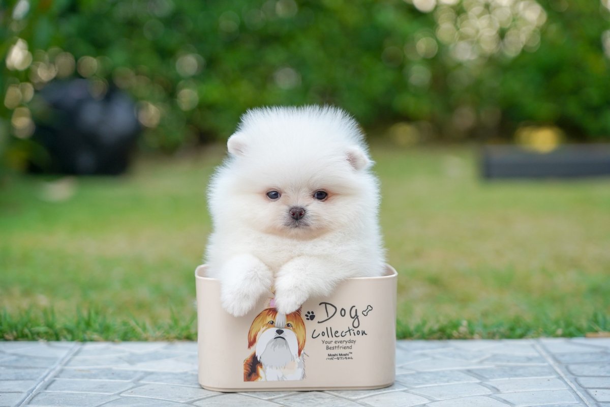 Померанский шпиц Teacup.