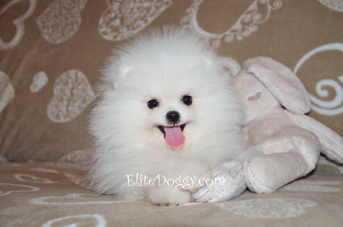 Собака шпиц белый маленький Медвежонок на спине