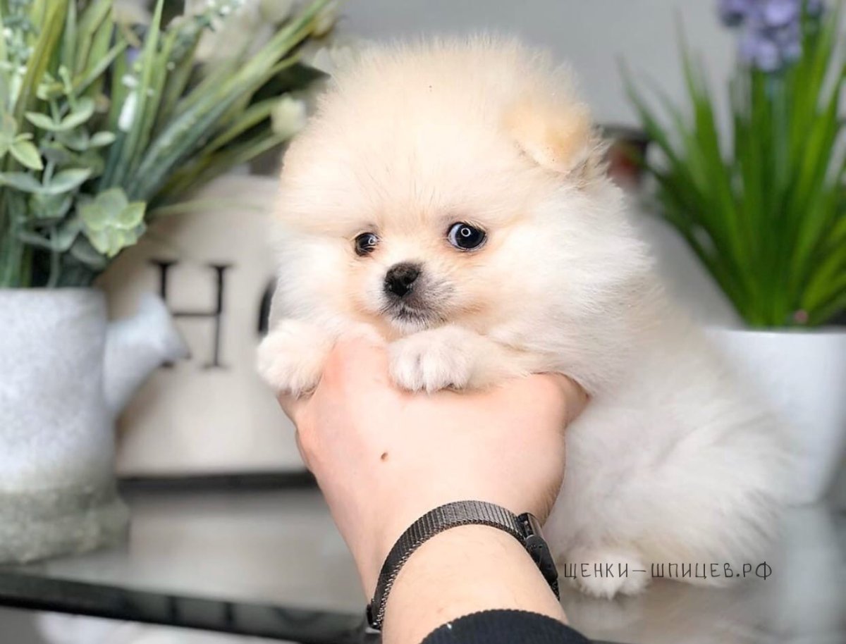 Короткошёрстный шпиц бритый