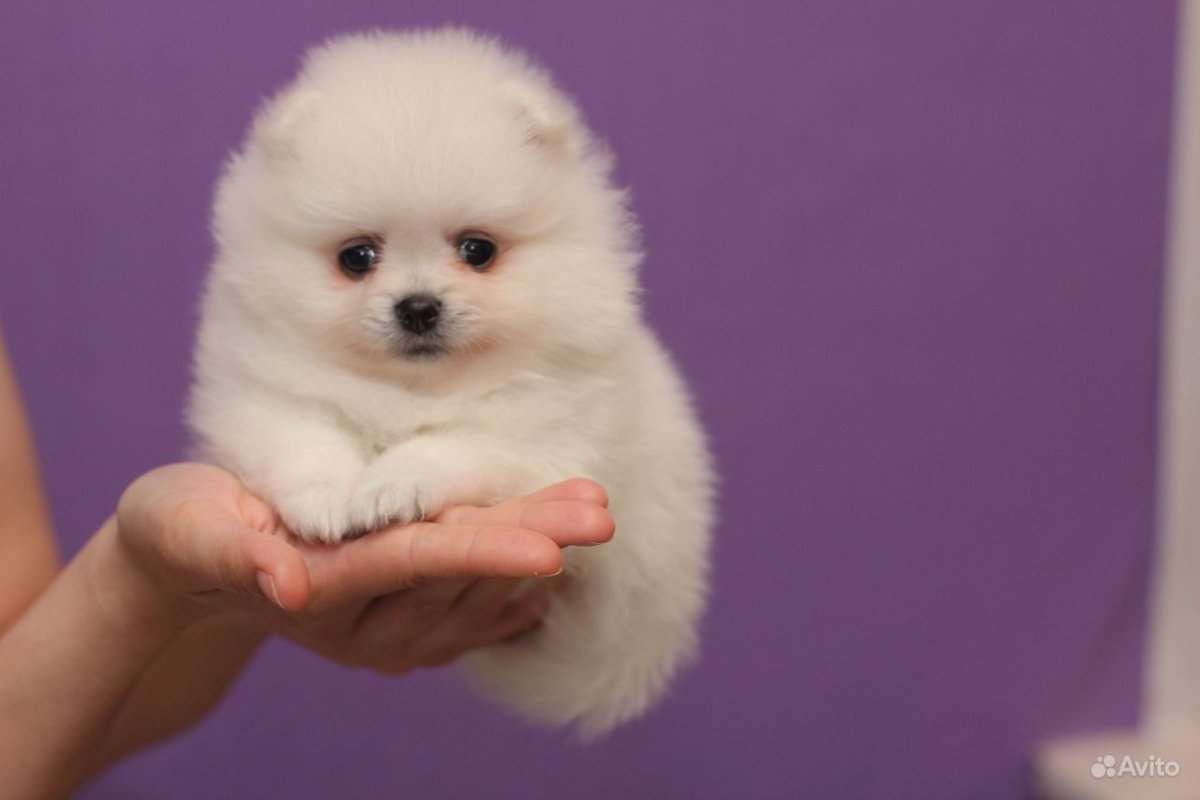 Мини шпиц кремовый