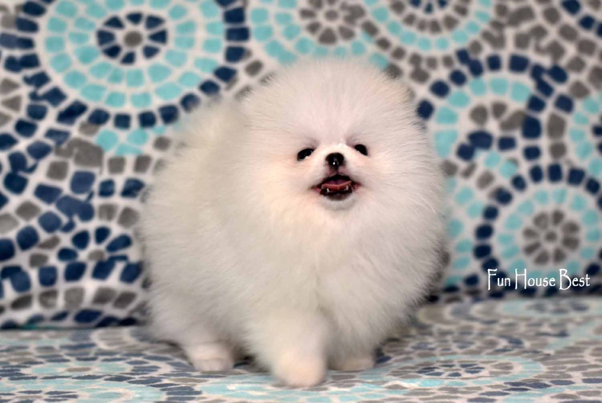 Шпиц мишка белый