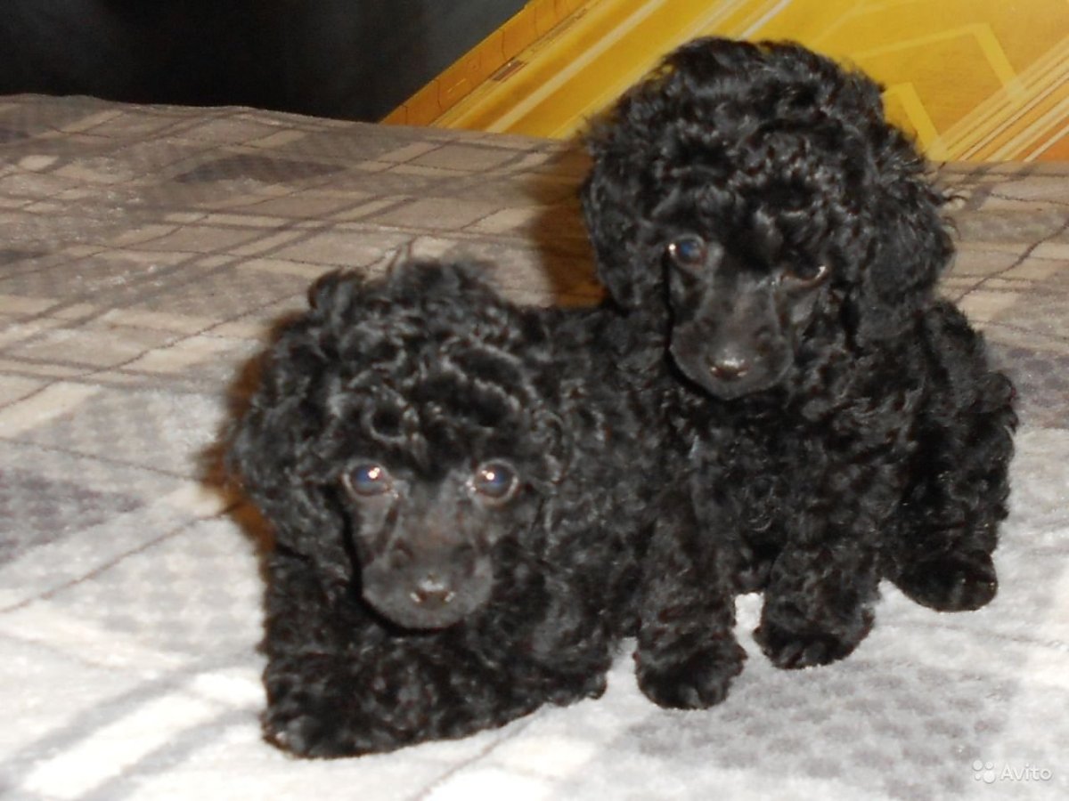 Карликовый пудель шоколадного окраса щенок