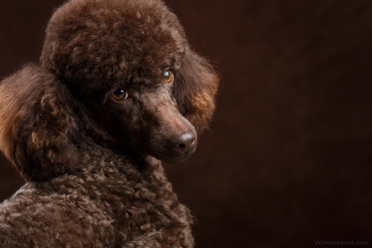 Карликовый пудель нестриженный