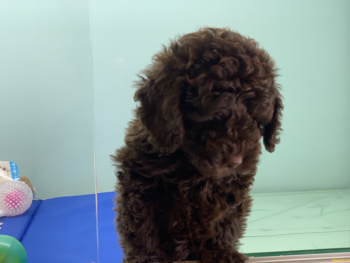 Тедди пудель шоколадный