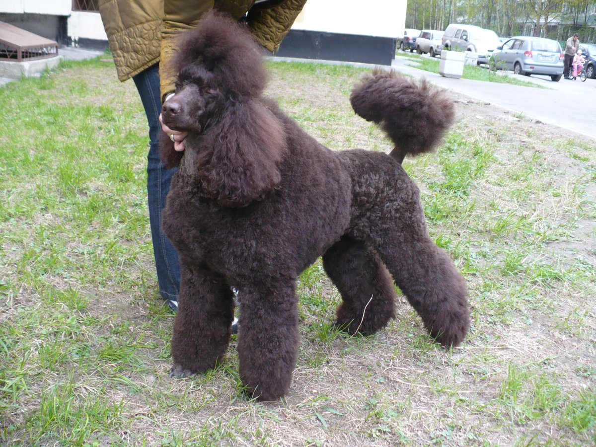 Королевский пудель Лев