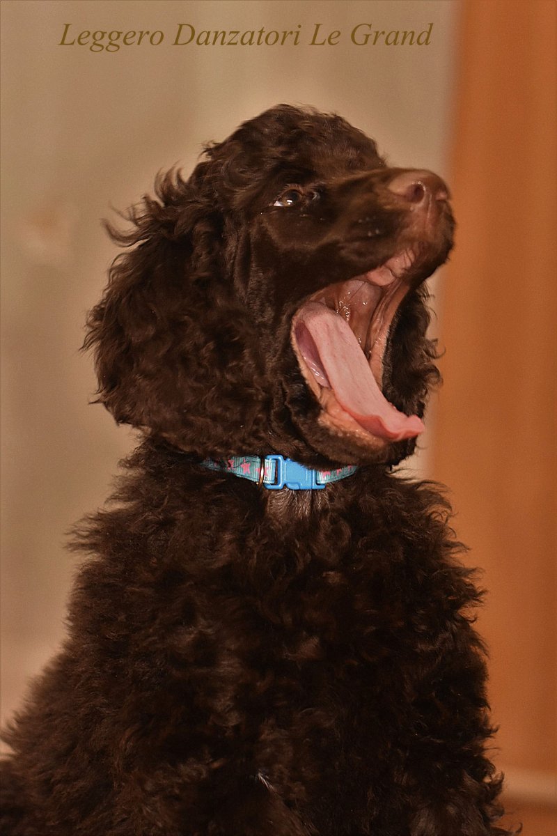 Шоколадный пудель перецвет