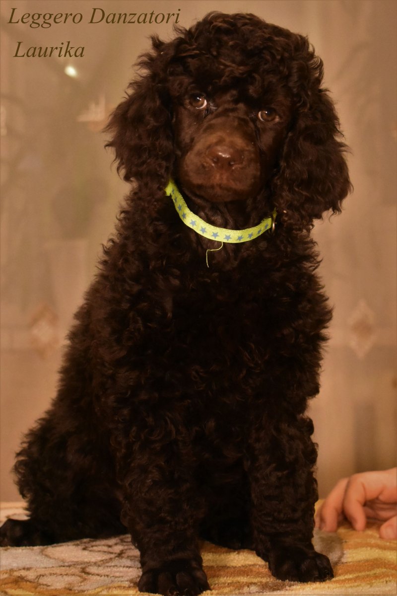 Пудель шоколадного цвета порода