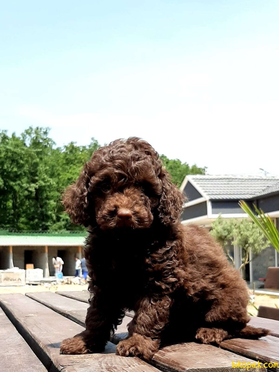 Тедди пудель шоколадный