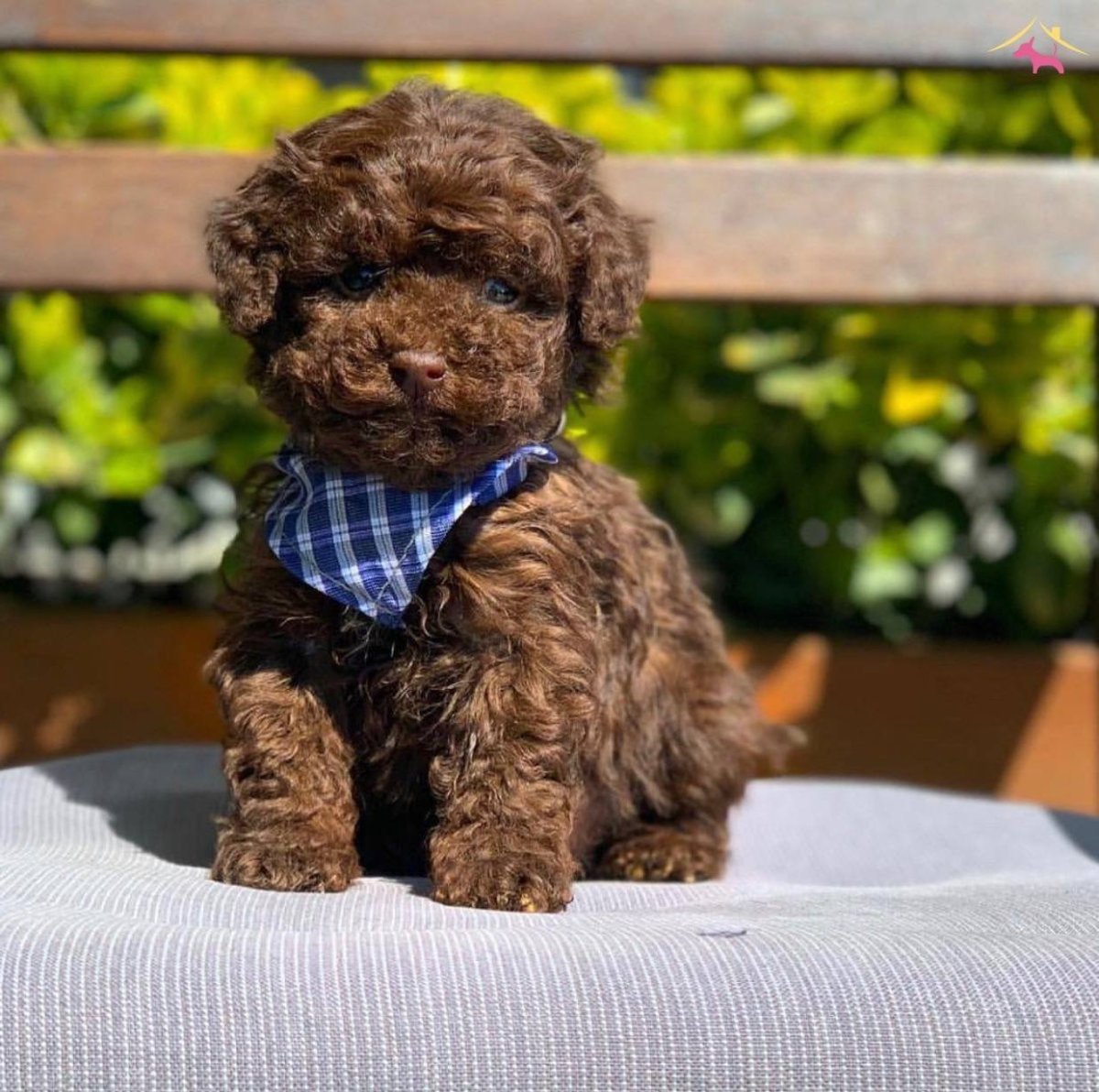 Карликовый пудель шоколадный
