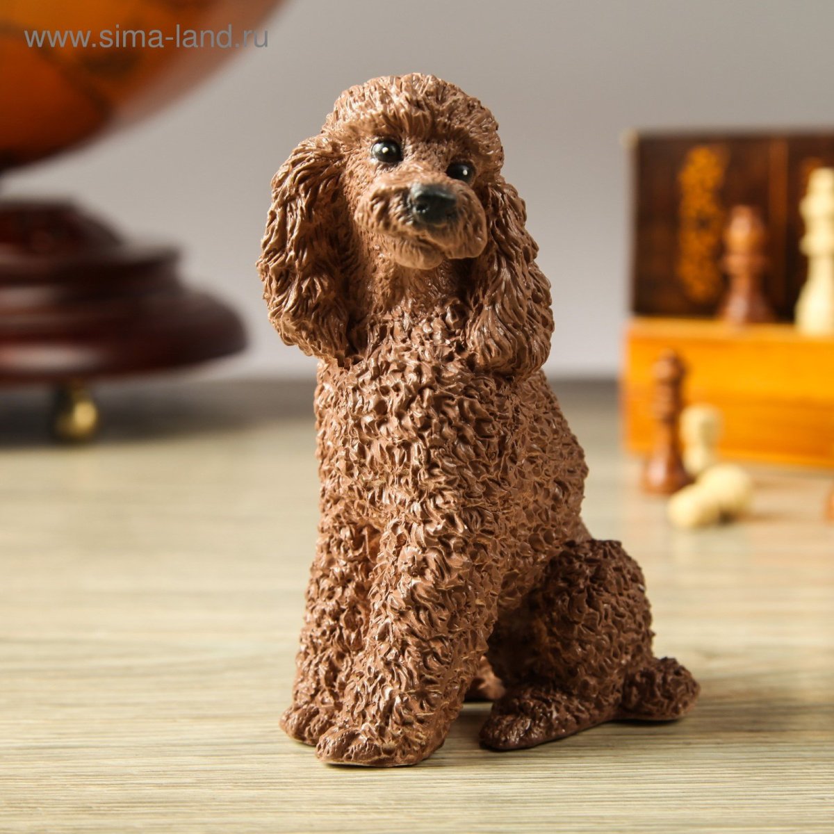 Карликовый пудель коричневый