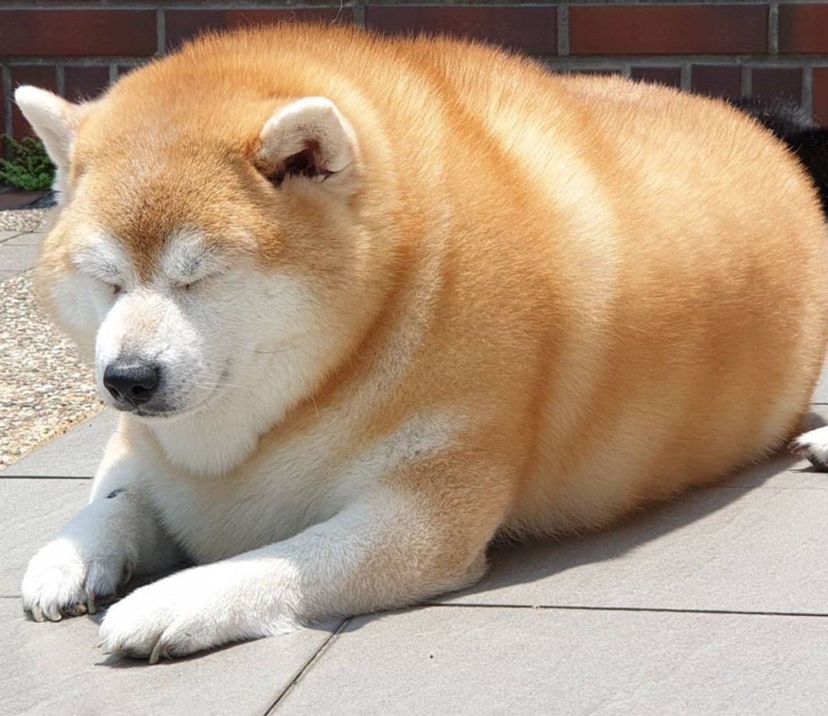 Сиба ину толстые