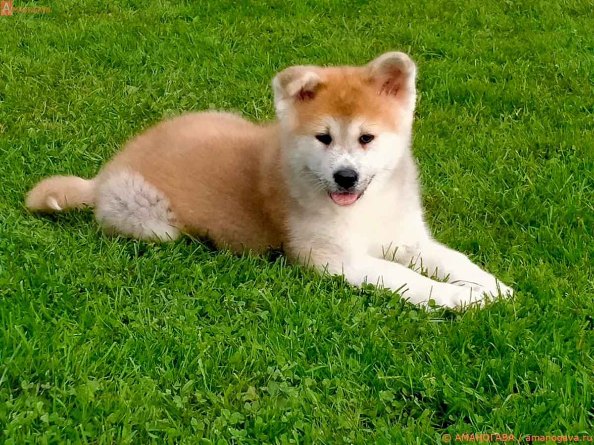 Акита сиба