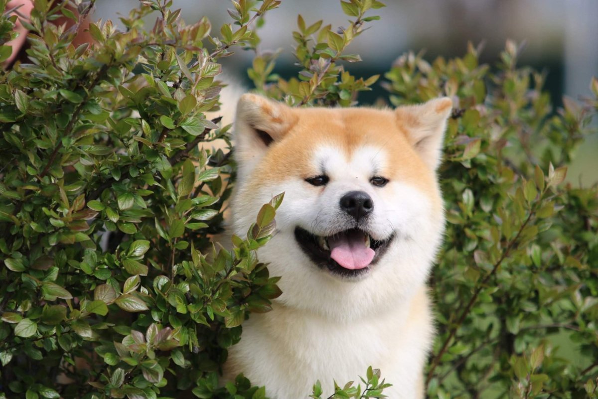 Акита ину собака улыбака