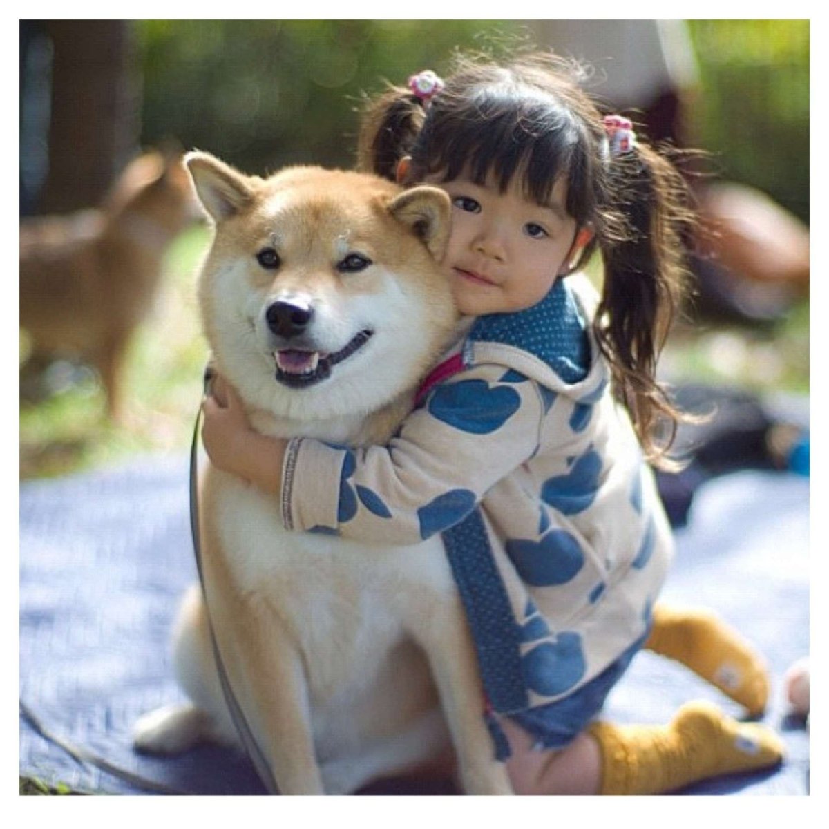 Акита ину малыш