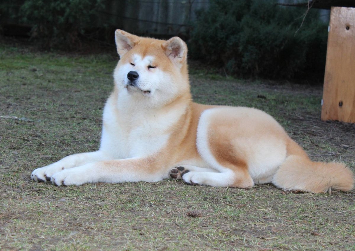 Акита ину чепрачная