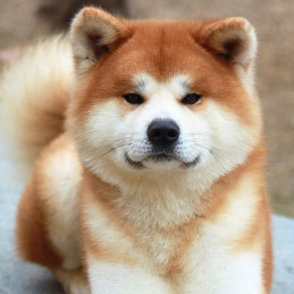 Порода собак Акита