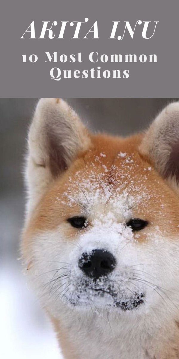 Грустный Акита ину