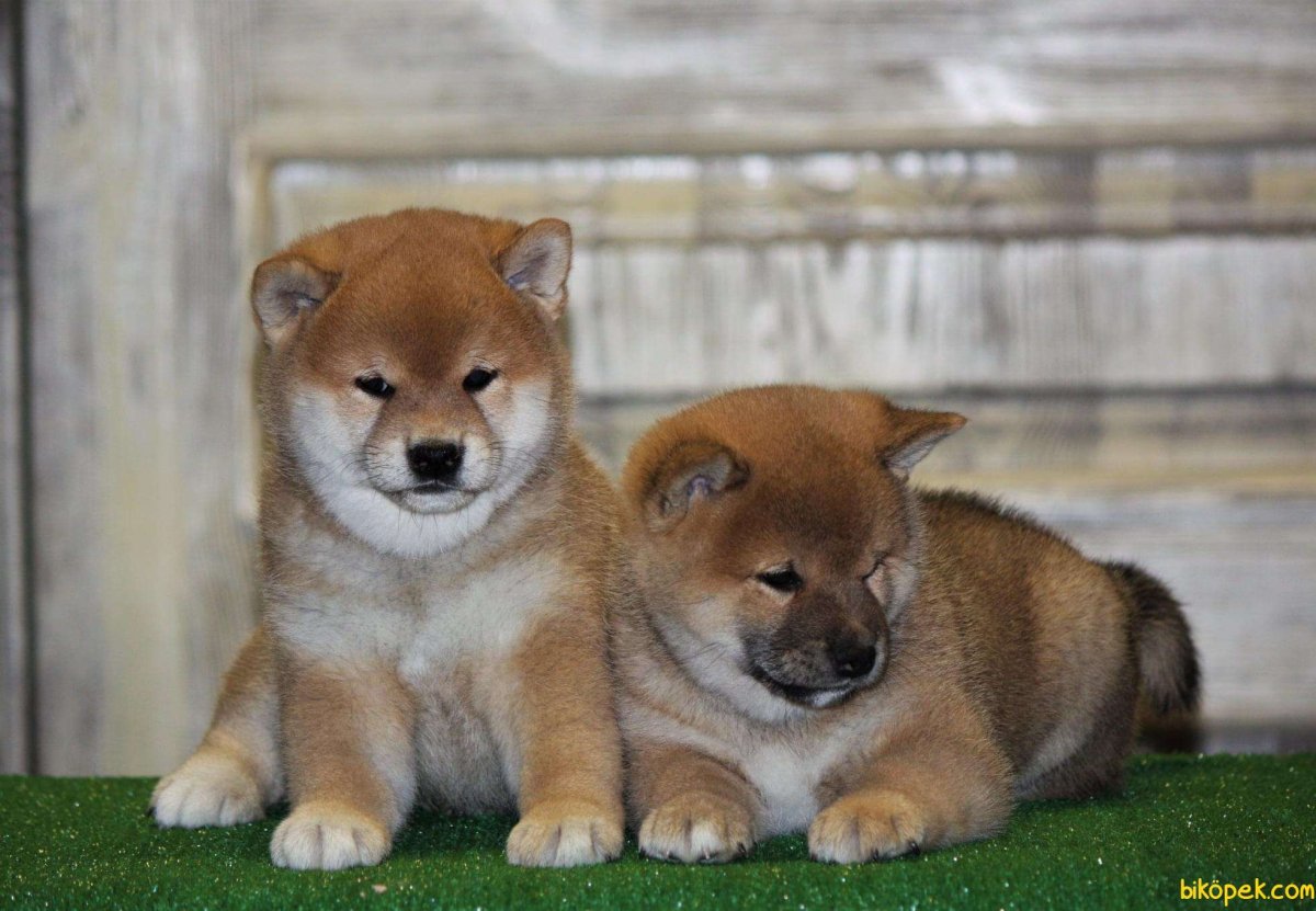 Японская тигровая Акита ину