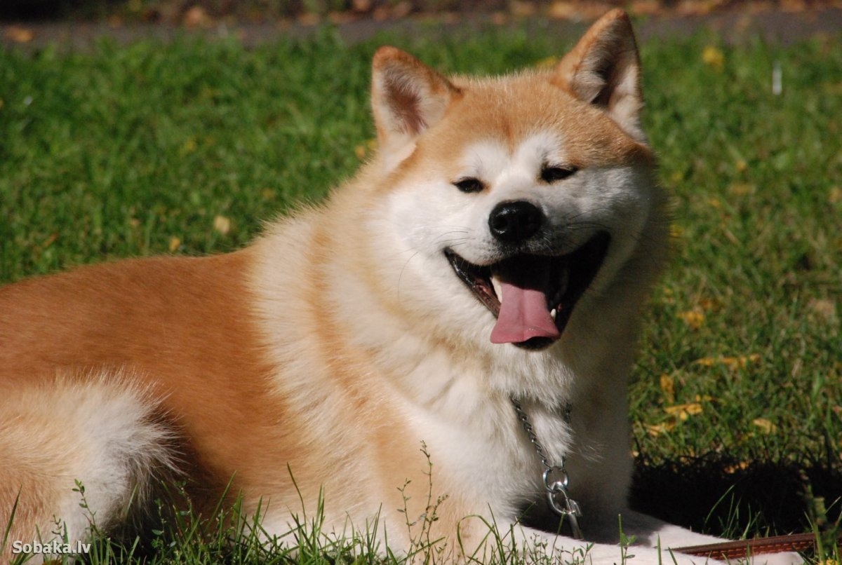 Порода Хатико Акита-ину
