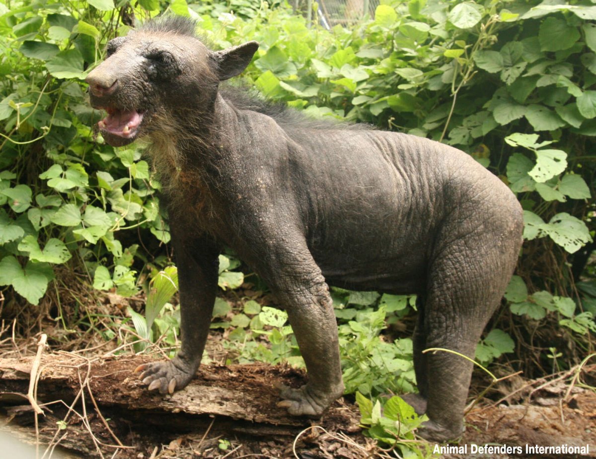 Стриженный медведь