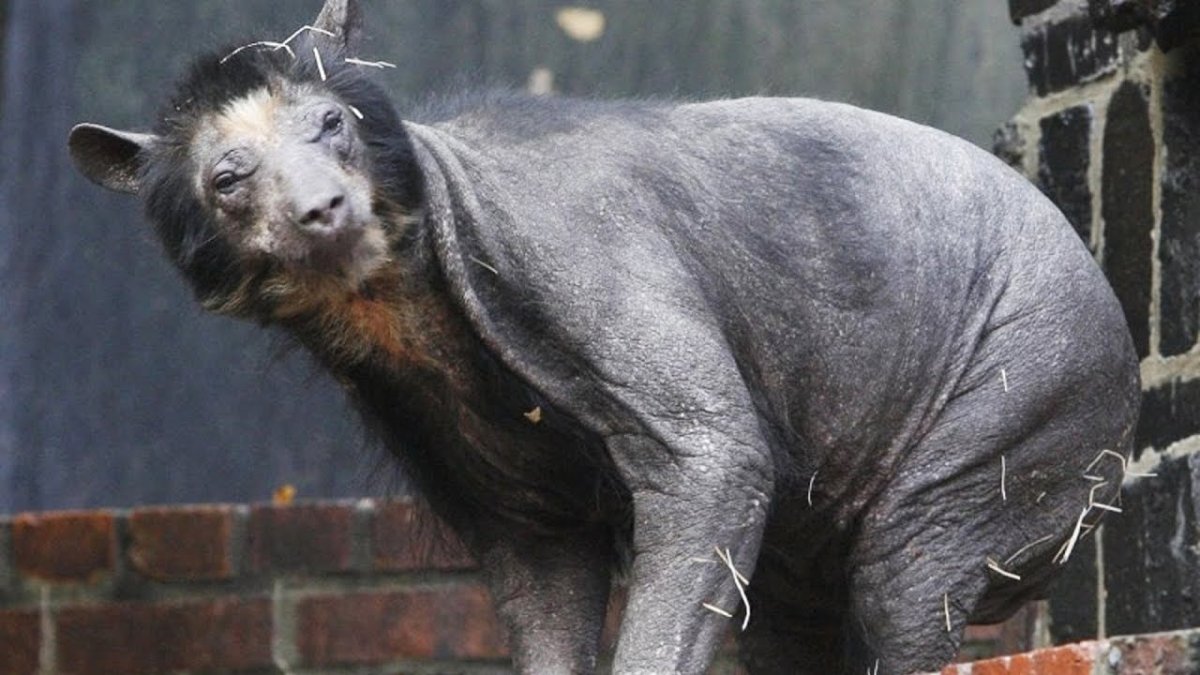 Лысый Гималайский медведь