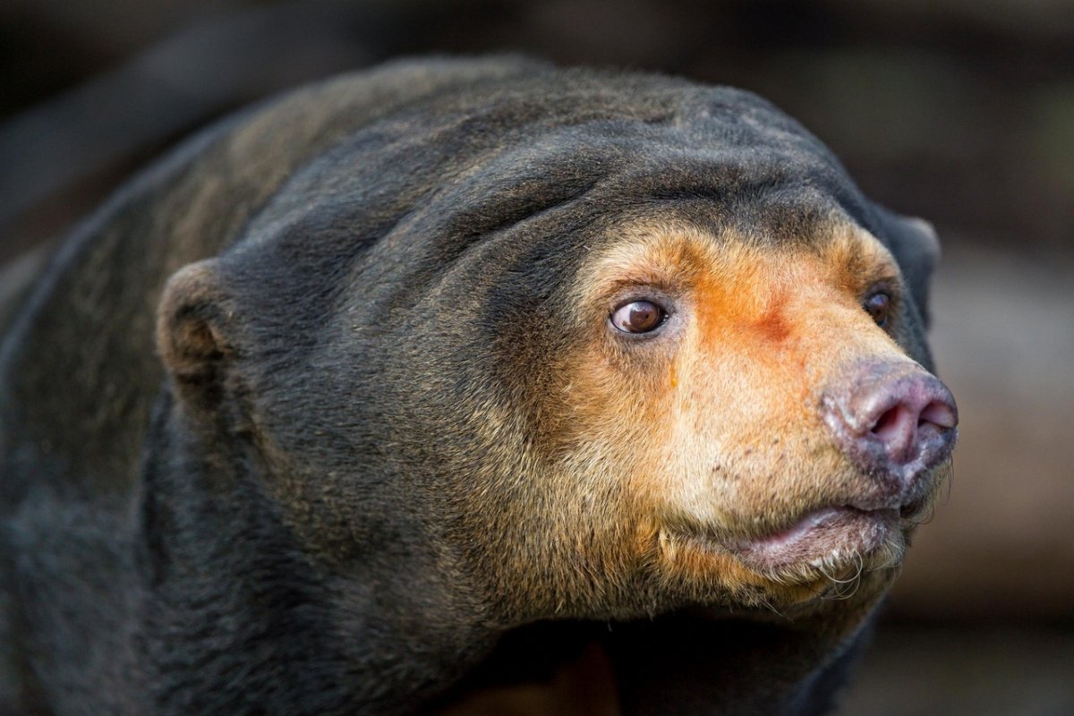 Бируанг Медвежонок