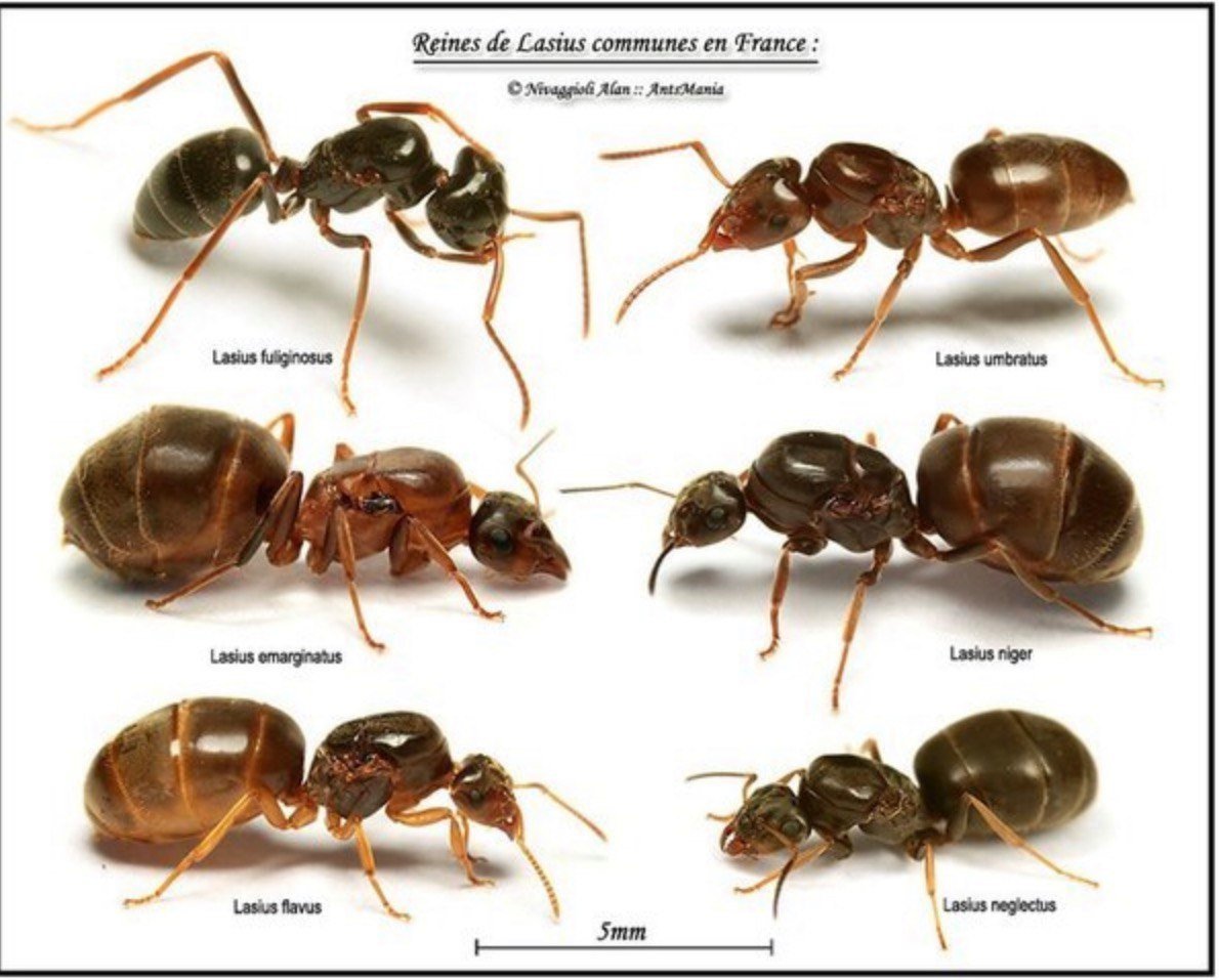 Насколько разнообразны. Матки муравьёв лазиус фулигинозус. Матка лазиус нигер. Муравьи лазиус нигер. Матка муравья лазиус нигер.