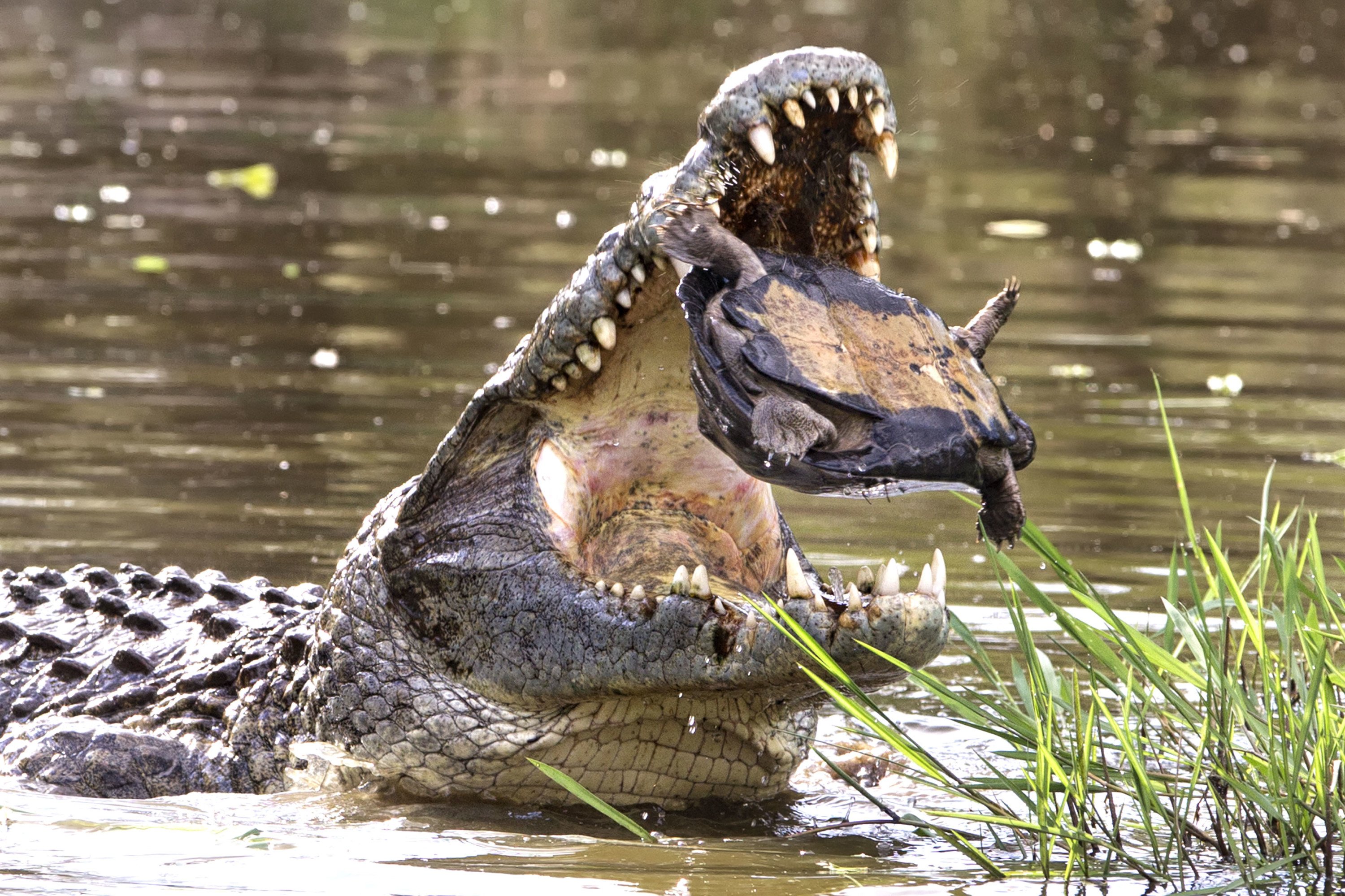 Зубы отсутствуют у черепах крокодилов. Нильский крокодил. Гребнистый крокодил охота. Гребнистый крокодил и Аллигатор. Гребнистый крокодил е ст.