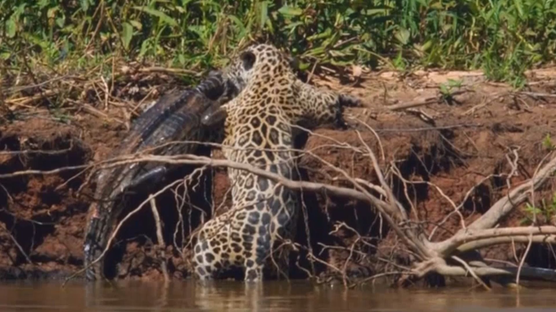 Про животных нападение. Схватку ягуара с крокодилом. Леопард охотится на крокодила. Ягуар охотится на крокодила.