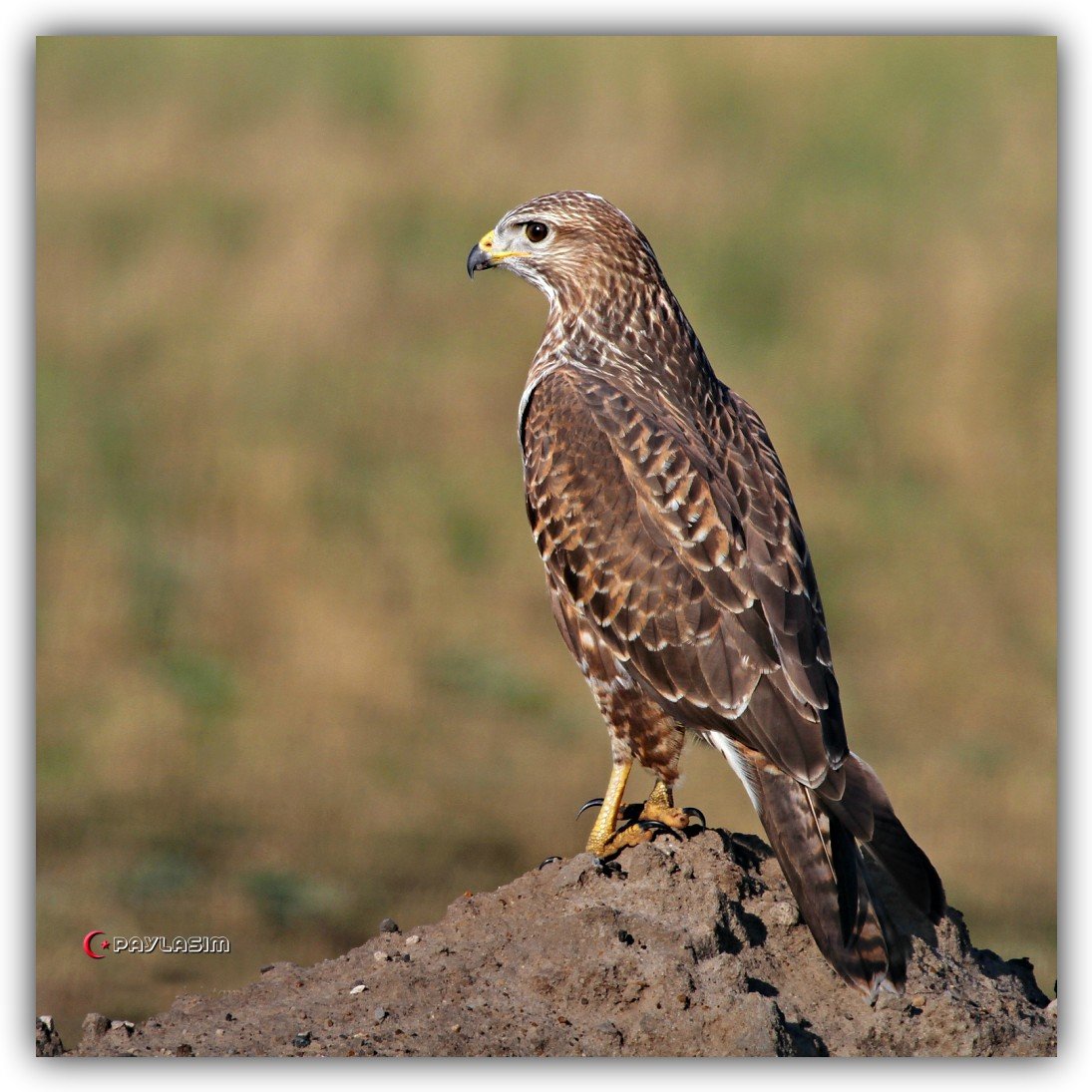 Хищные птицы Приазовья