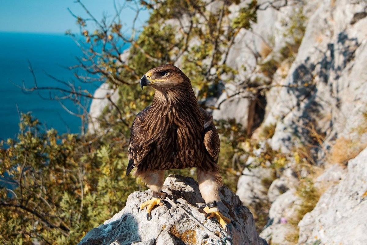 Ястреб Крымский