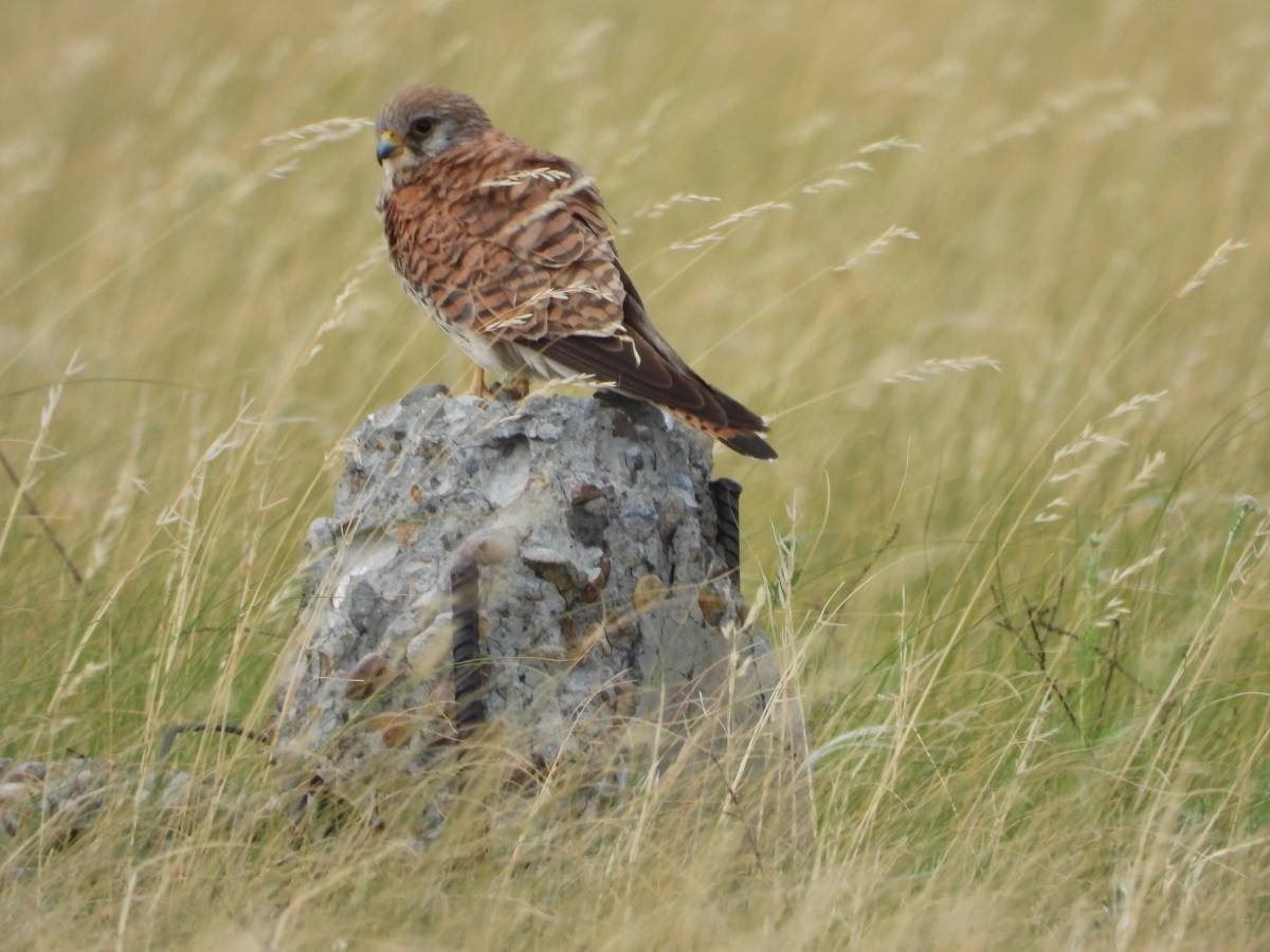 Степная пустельга