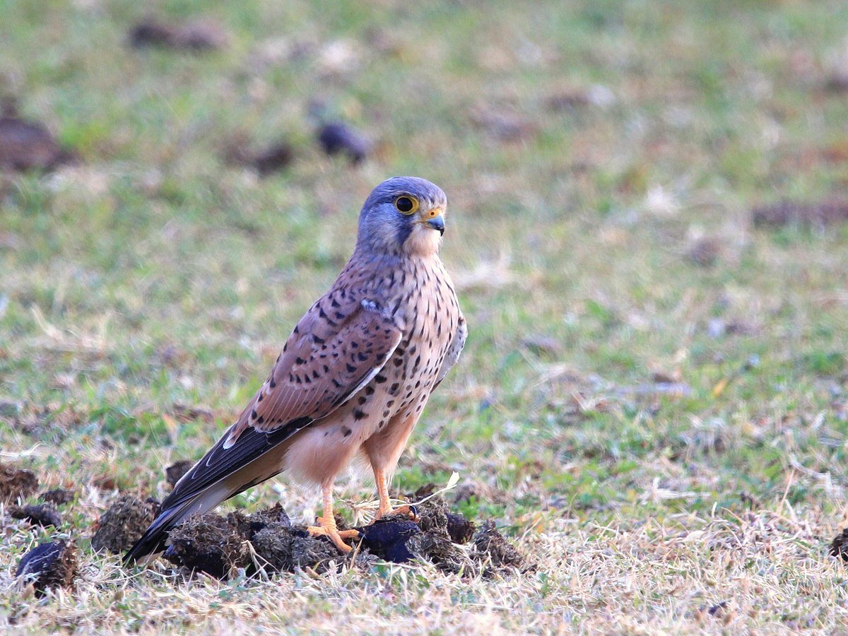 Обыкнове́нная пустельга́ Falco tinnunculus