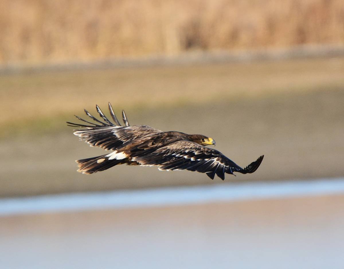 Крымский Степной Орел