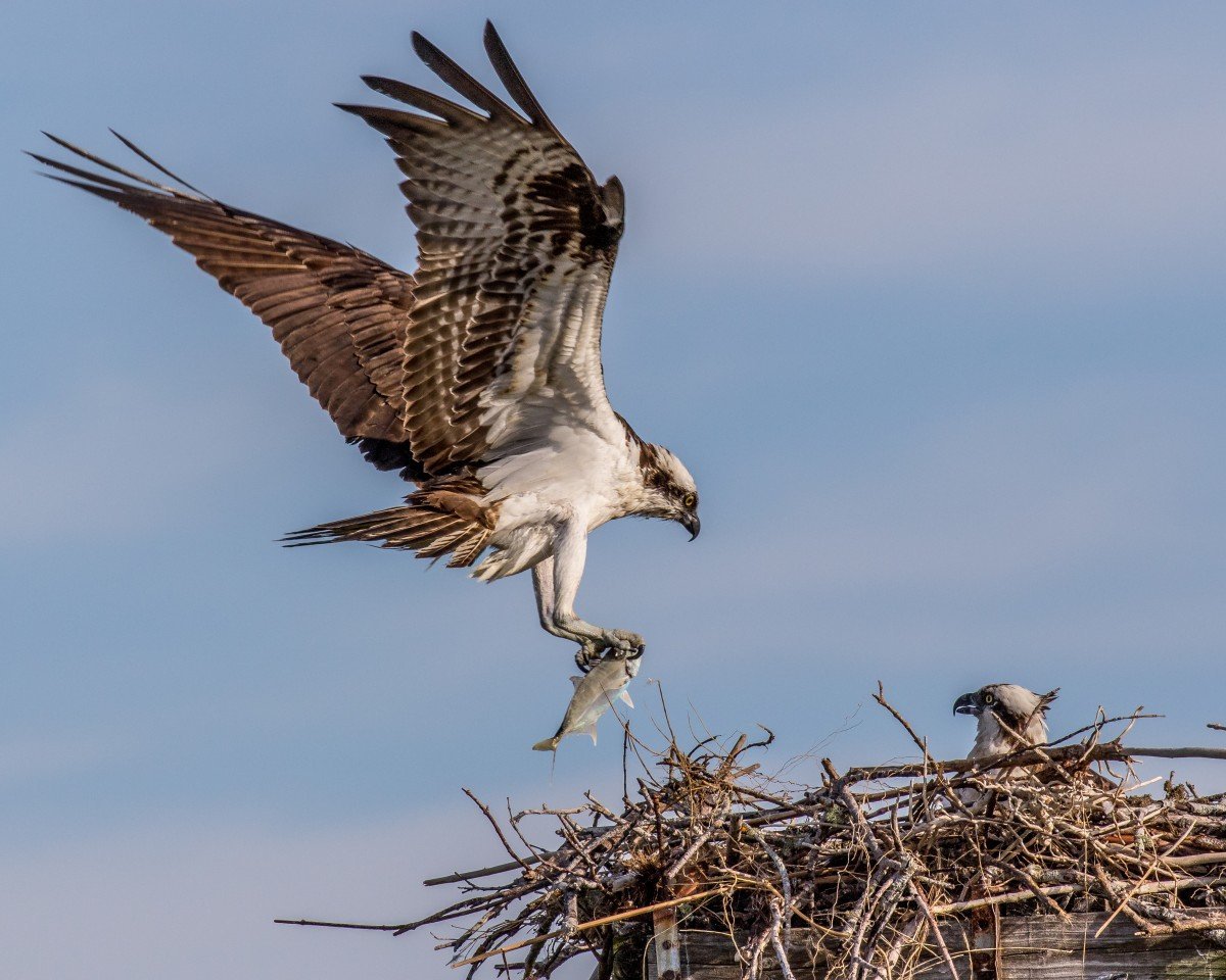 Скопа хищная птица