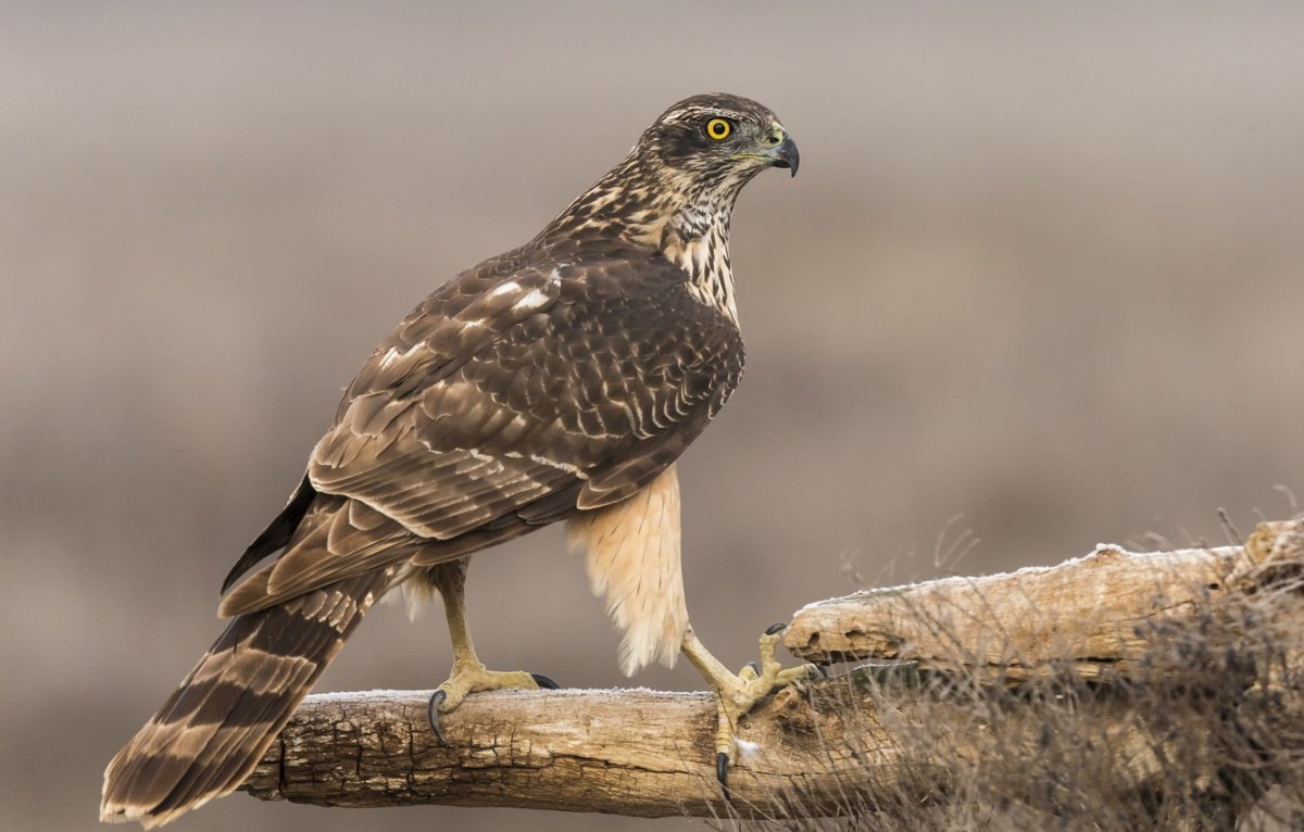 Крымский Степной Сокол