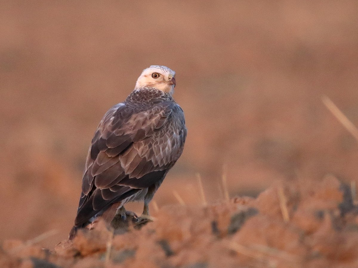 Беркут курганник