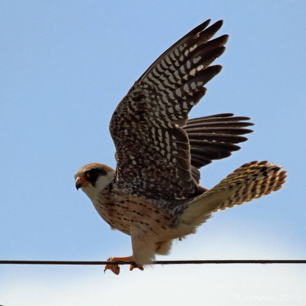 Ястреб Кобчик