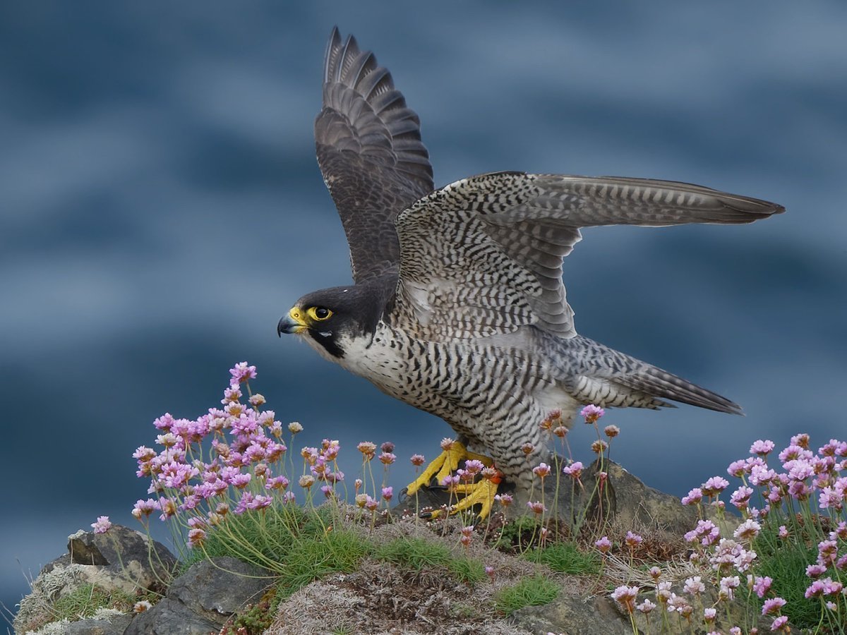 Таймырский заповедник Сокол Сапсан