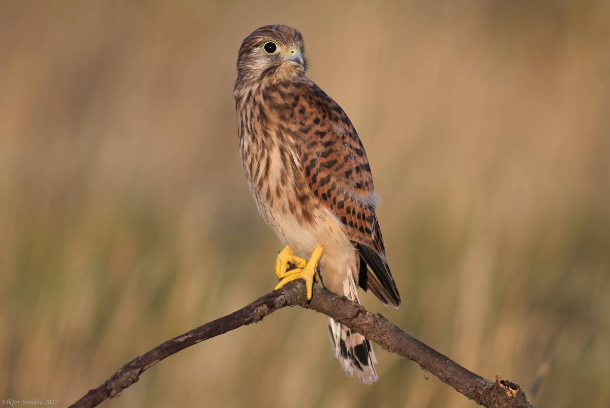 Степная пустельга самка