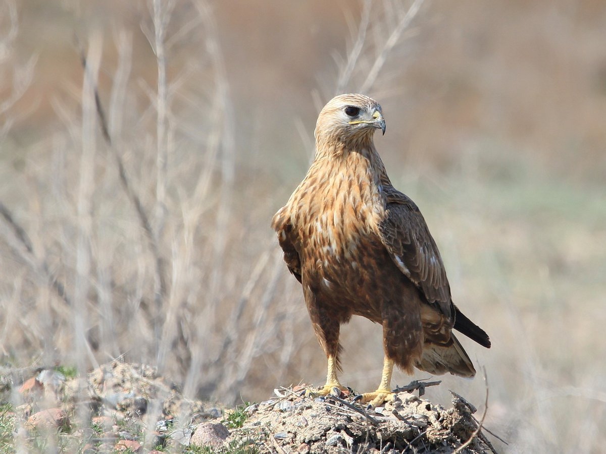 Курганник (Buteo rufinus)