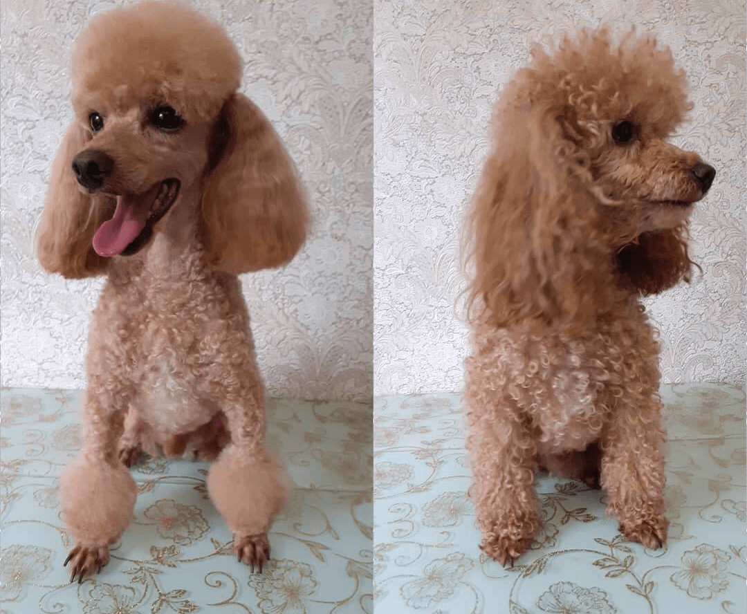 Стрижка карликового пуделя