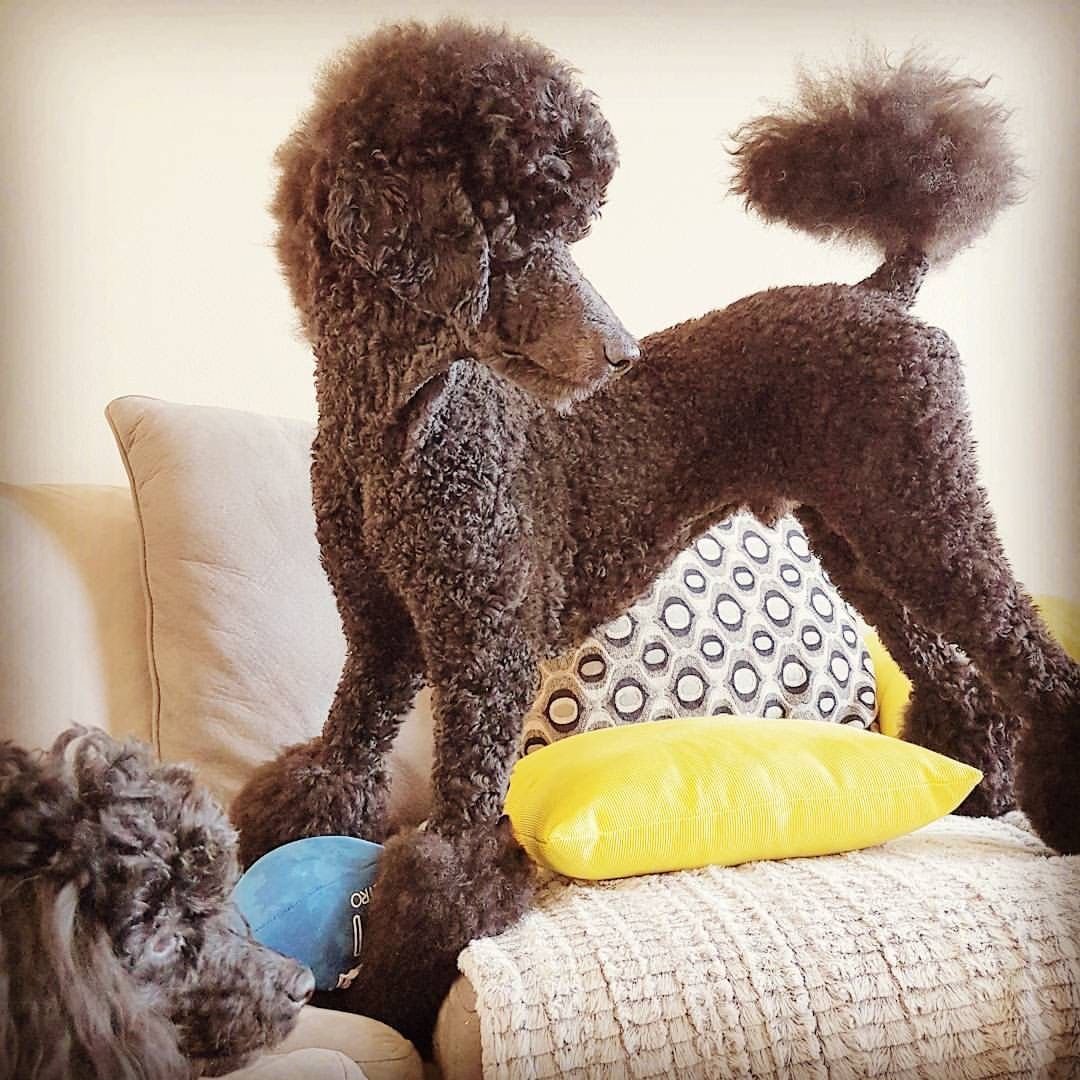 Голландская стрижка пуделя