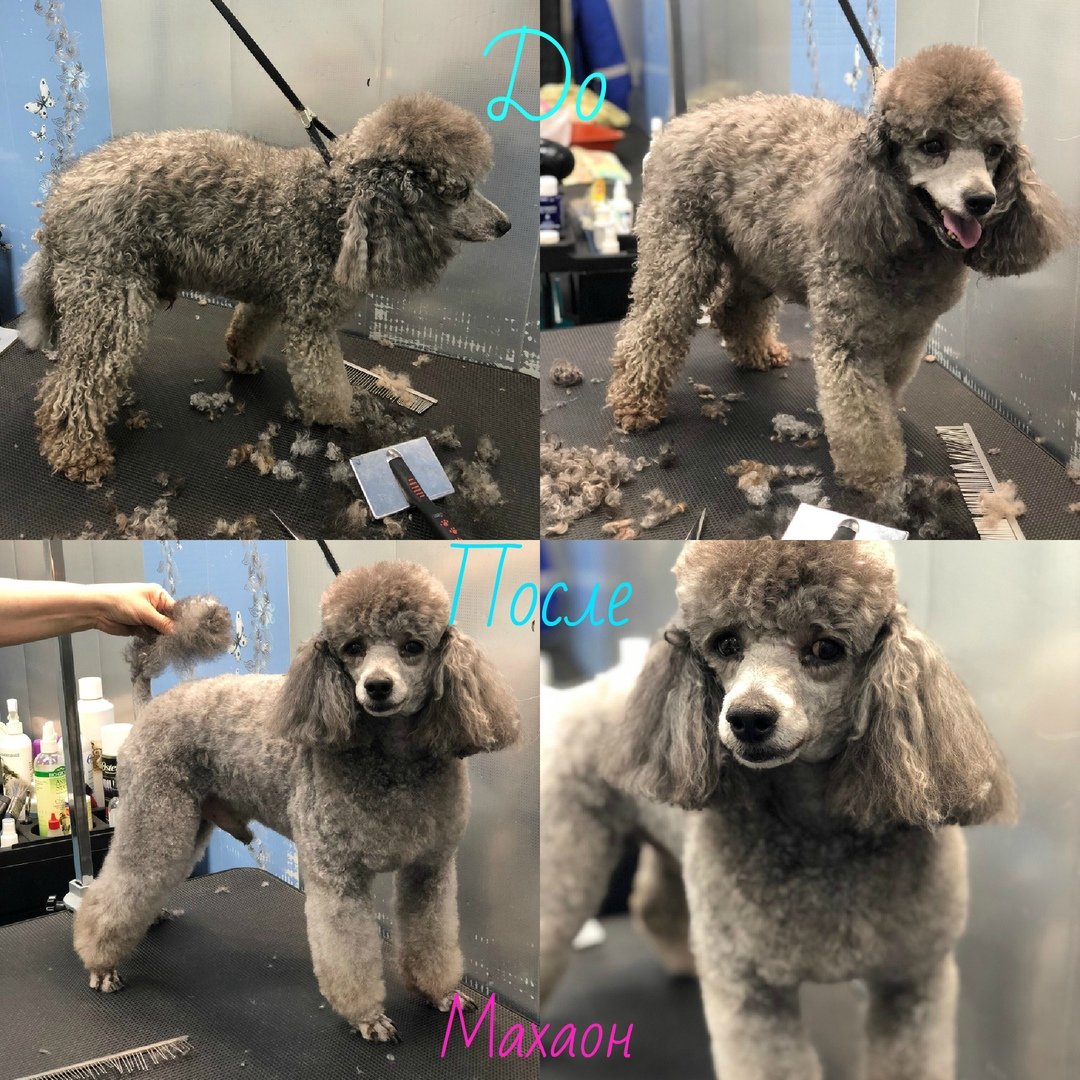Щенячья стрижка пуделя фото до и после