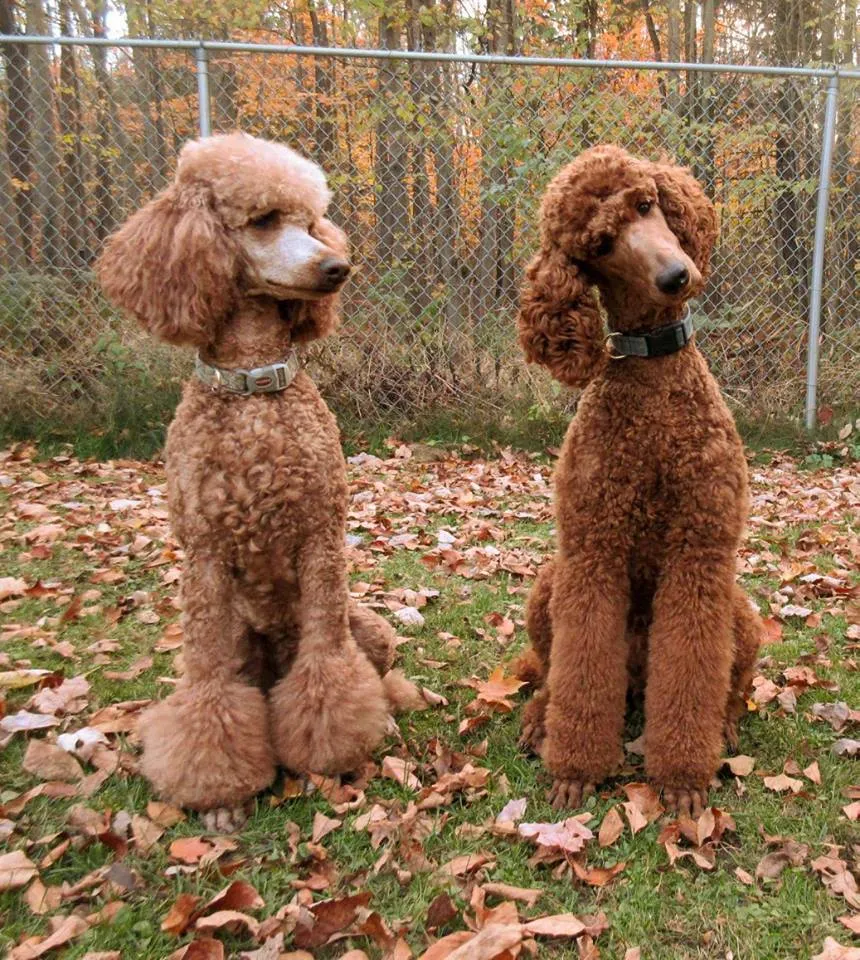 Малый пудель Размеры