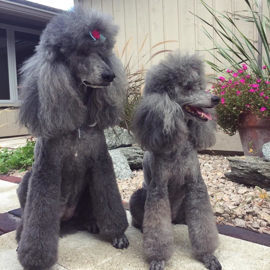 Ветеранская стрижка пуделя