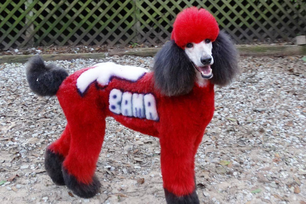 Креативное окрашивание пуделя