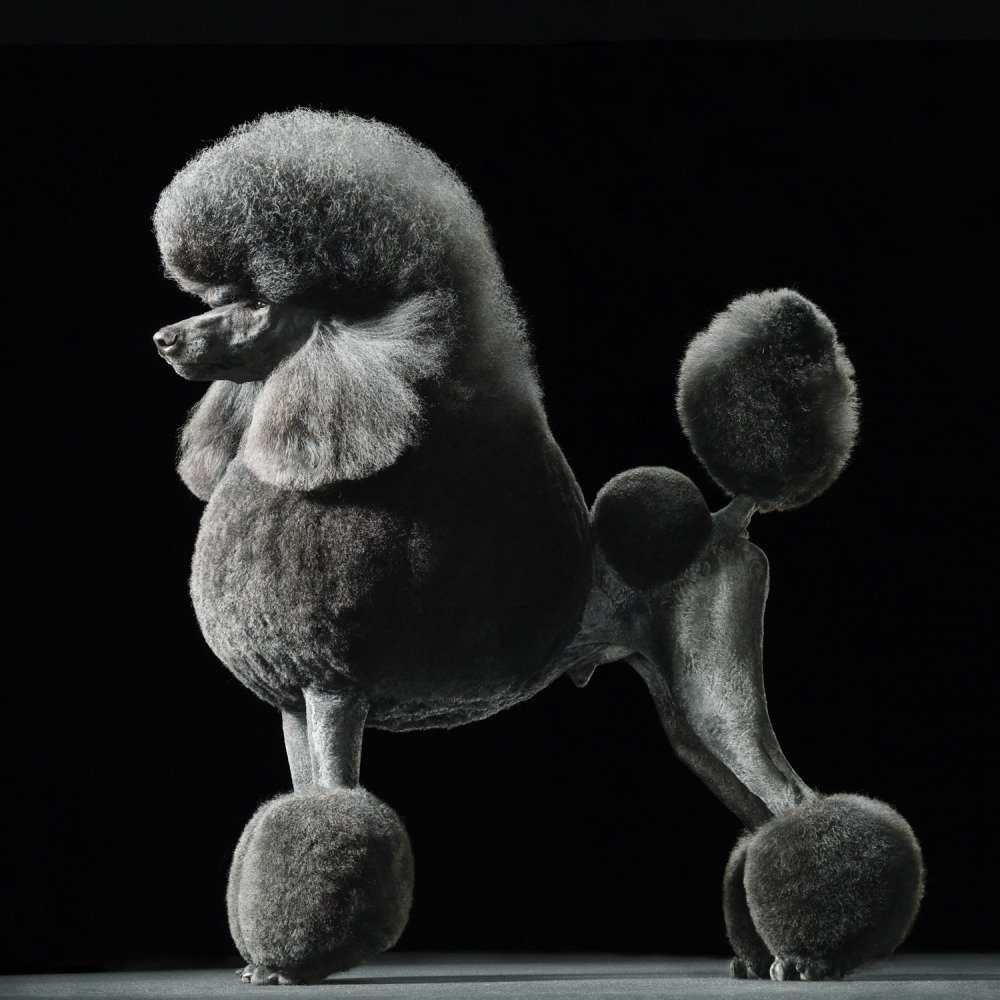 Пудель стрижка Континенталь