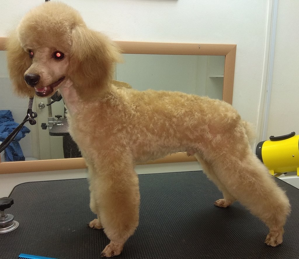 Грумминг карликового пуделя